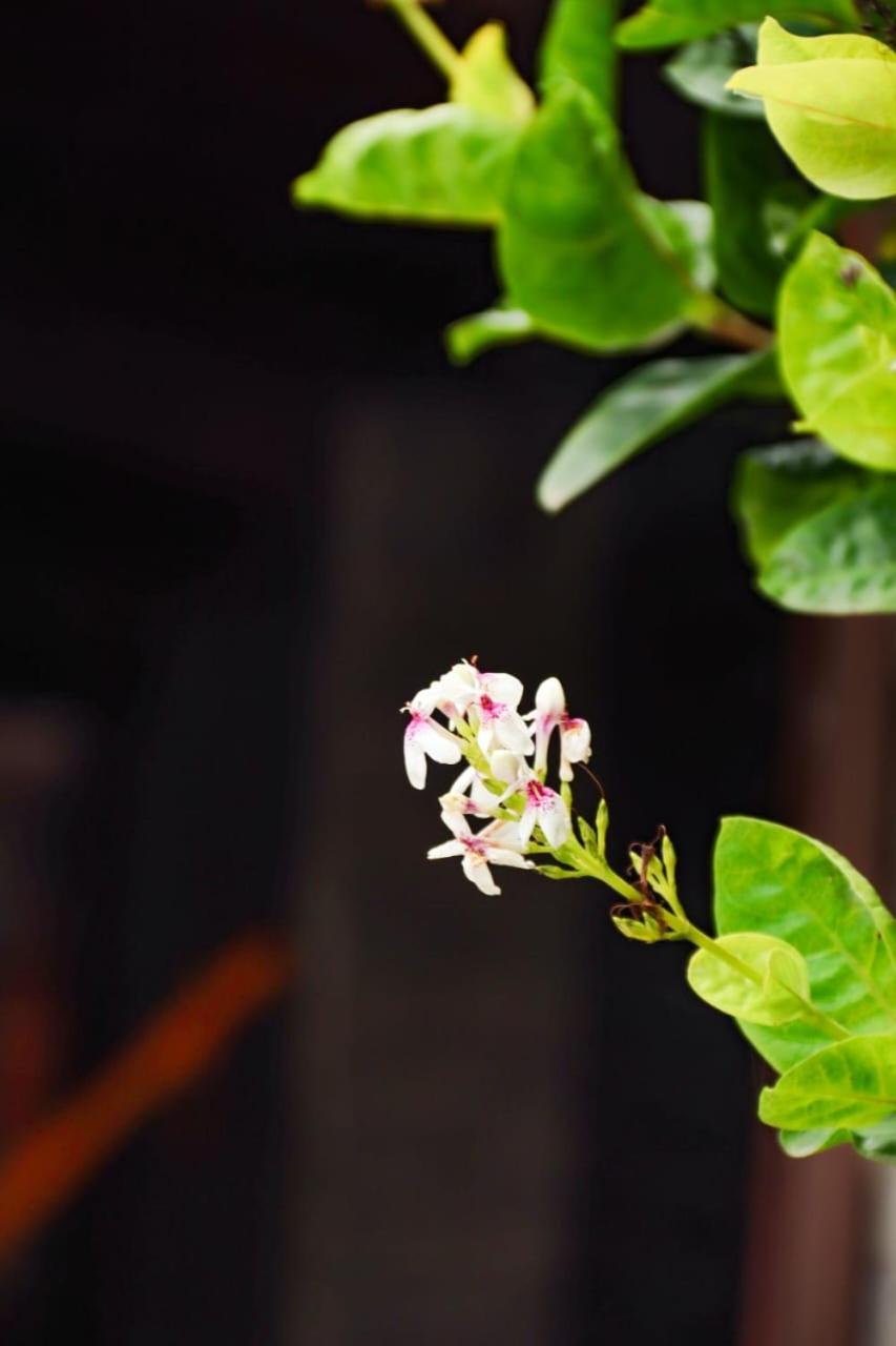 Hostel E Cafe Recanto Da Arvore Arraial do Cabo